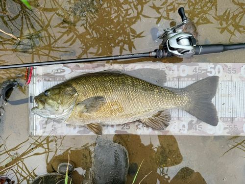 スモールマウスバスの釣果
