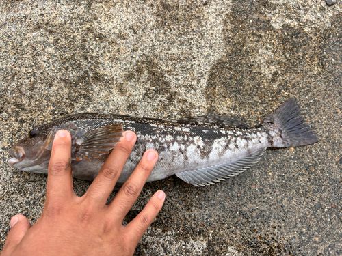 アブラコの釣果