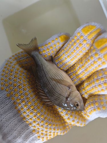 キビレの釣果