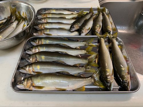 アユの釣果