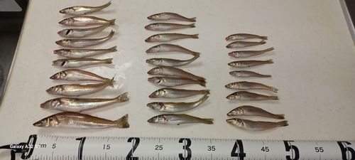 キスの釣果