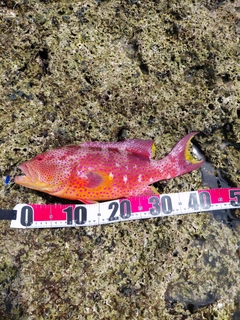 バラハタの釣果