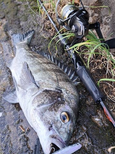 チヌの釣果