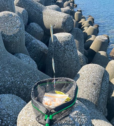 カマスの釣果