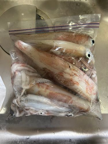 ケンサキイカの釣果