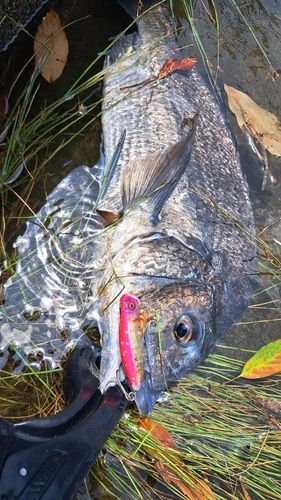 チヌの釣果