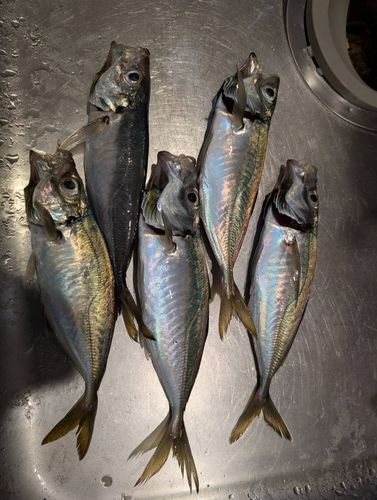 アジの釣果