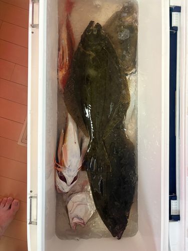 ヒラメの釣果