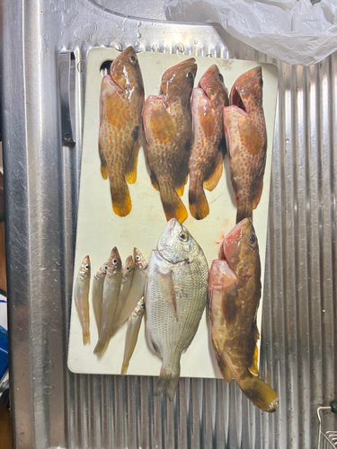チヌの釣果