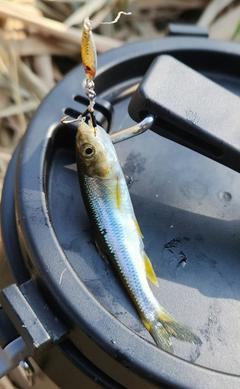 カワムツの釣果