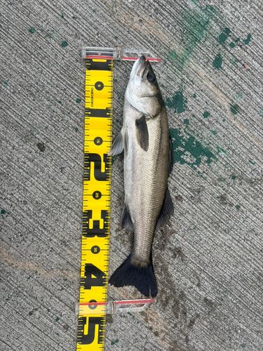 セイゴ（マルスズキ）の釣果