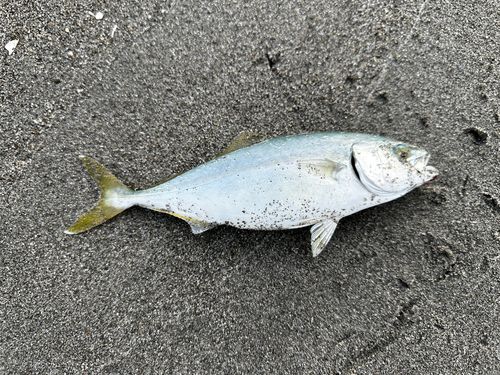 ワカシの釣果