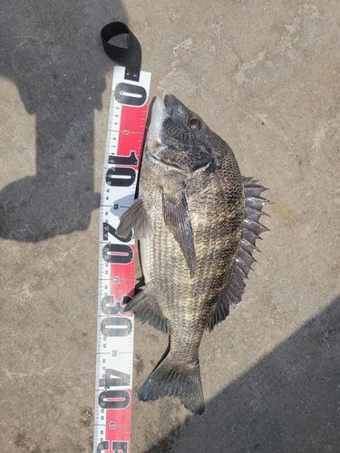 チヌの釣果