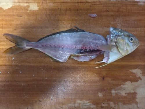 ショゴの釣果