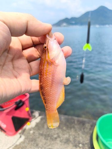 ベラの釣果