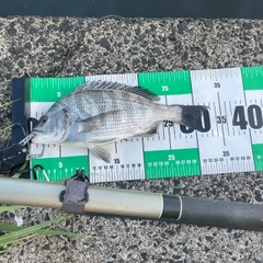 クロダイの釣果