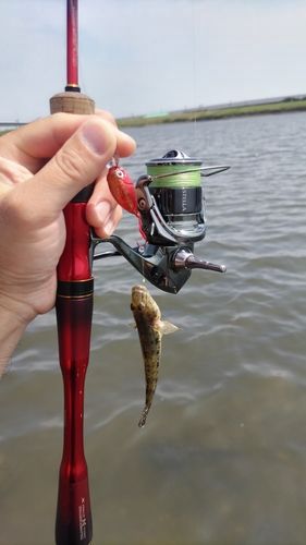 ハゼの釣果