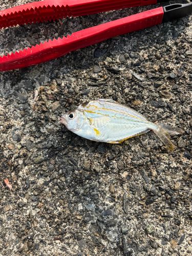 ヒイラギの釣果