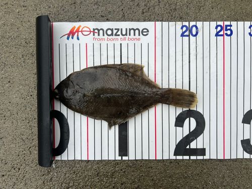 マコガレイの釣果