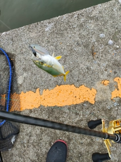 ワカシの釣果
