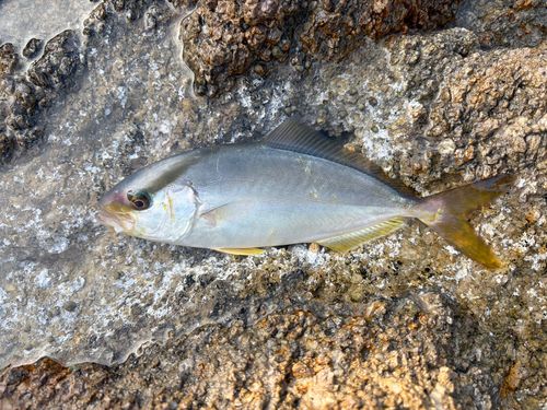 ツバスの釣果
