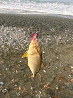ショゴの釣果
