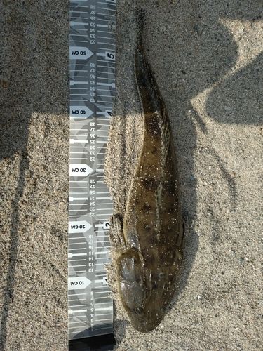 マゴチの釣果