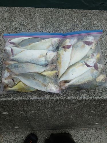 ショゴの釣果
