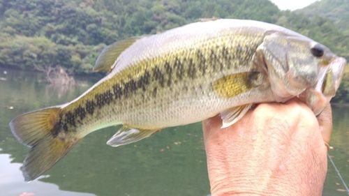 ラージマウスバスの釣果