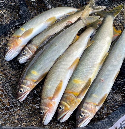 アユの釣果