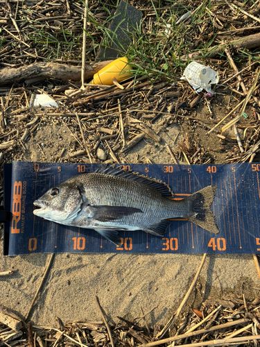 チヌの釣果