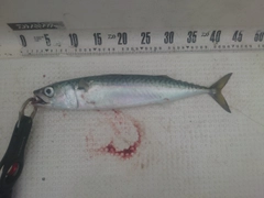 サバの釣果