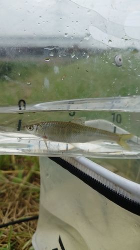 オイカワの釣果
