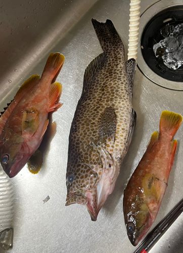 オオモンハタの釣果