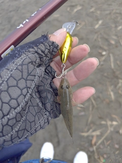 マハゼの釣果
