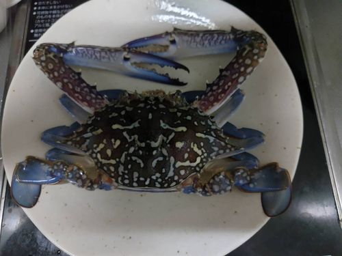 タイワンガザミの釣果