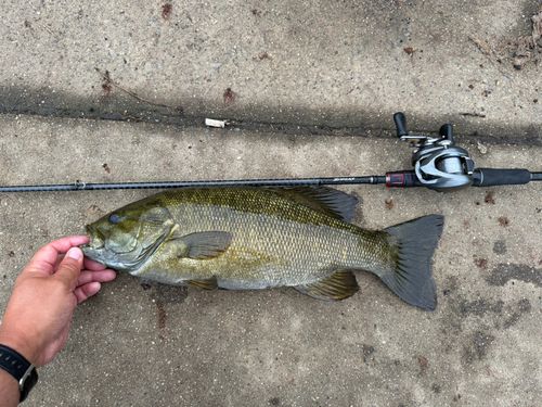 スモールマウスバスの釣果