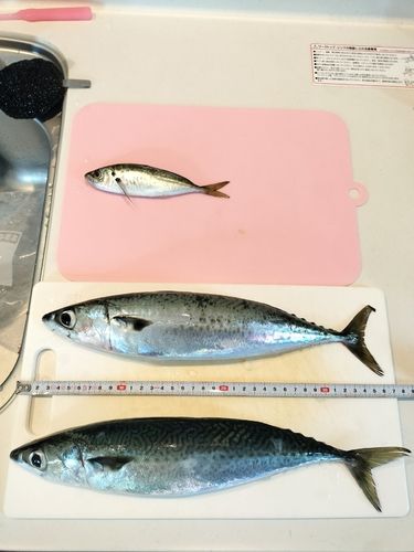サバの釣果