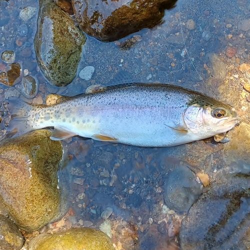 ニジマスの釣果