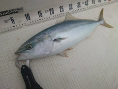 フクラギの釣果