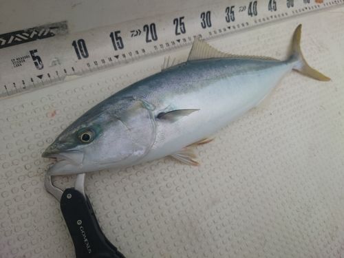 フクラギの釣果