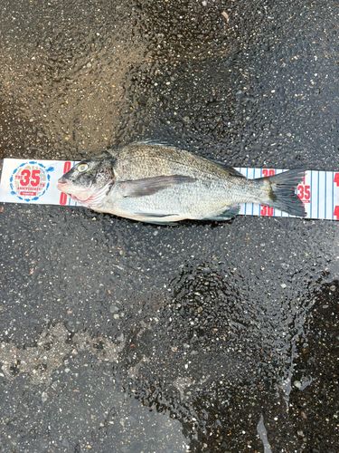 クロダイの釣果