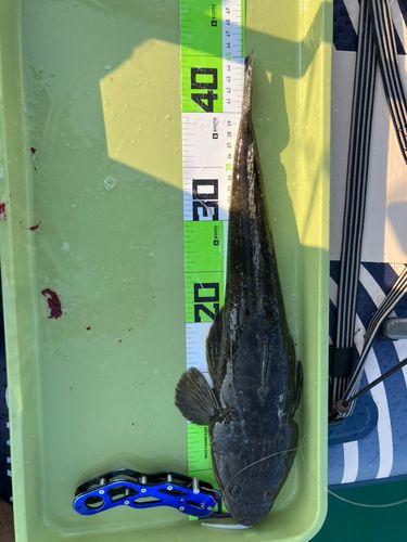 マゴチの釣果