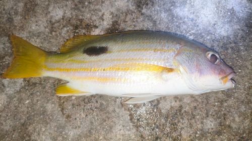 ニセクロホシフエダイの釣果