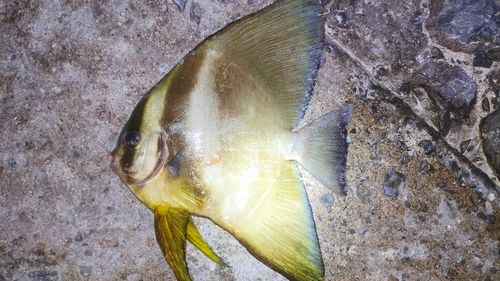 ツバメウオの釣果