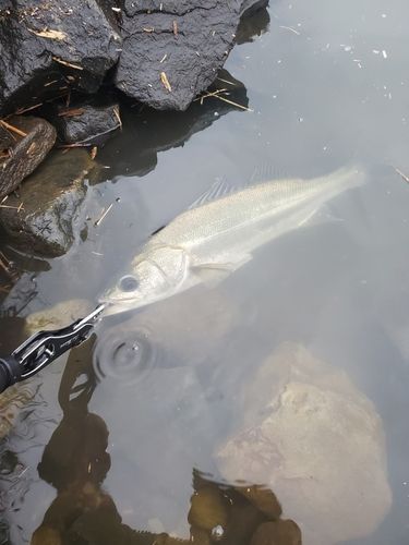 スズキの釣果