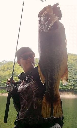 ブラックバスの釣果