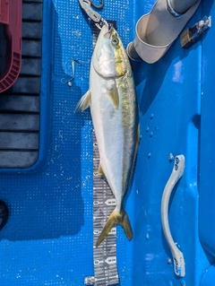 ブリの釣果