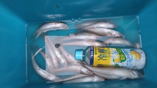 キスの釣果