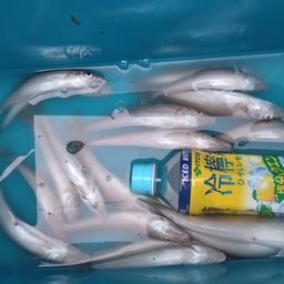 巌ちゃん さんの 2026年08月01日のキスの釣り・釣果情報(宮崎県 - 門川